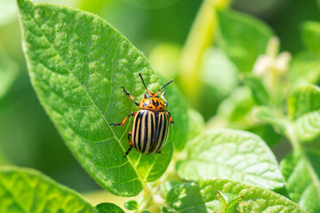 a large Colorado beetle sits on a leaf