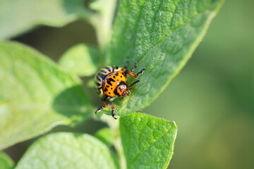 a large Colorado beetle sits on a leaf