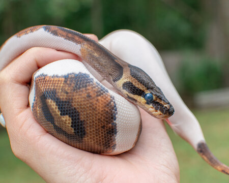 Ball Python Snake with Blue Eyes in Shed Up Close