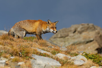Red fox (Vulpes vulpes) captured in the high mountains in the evening. Beautiful animal and colors.