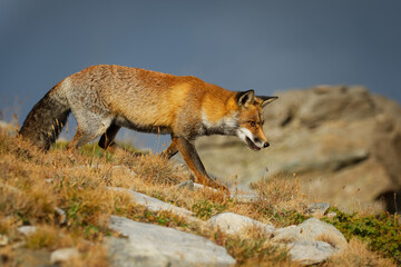 Obraz premium Red fox (Vulpes vulpes) captured in the high mountains in the evening. Beautiful animal and colors.