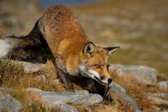 Red fox (Vulpes vulpes) captured in the high mountains in the evening. Beautiful animal and colors.