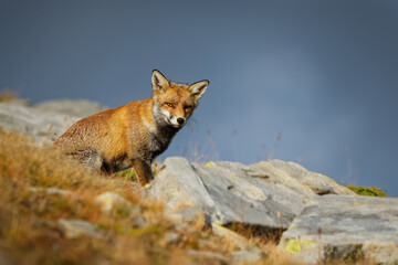 Red fox (Vulpes vulpes) captured in the high mountains in the evening. Beautiful animal and colors.