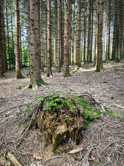 Wald Landschaft