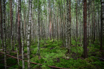 trees in the forest