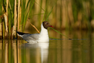 The Black-headed Gull (Chroicocephalus ridibundus) black and white bird on a surface of a pond fluttering with it's wings, swimming, bathing, green background, nice morning sun