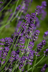 beautifully blooming bunches of lavender flowers,