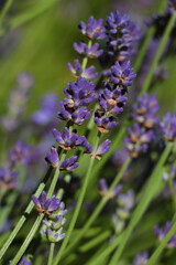 beautifully blooming bunches of lavender flowers,