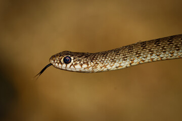 Caspian whip snake - Dolichophis caspius also Coluber caspius, known as the large whipsnake, the largest species of snake in Europe, found in the Balkan peninsula
