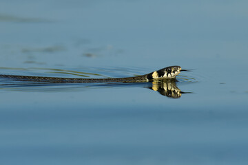 The grass snake (Natrix natrix) swimming across the little lagoon and lifting up it´s haed. Snake in the water with brown background