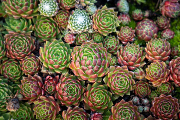 Overhead shot of common houseleek succulent plants, aka hen and chicks plant © hopsalka