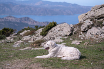 Kuvasz Dog on a mountain in Corsica