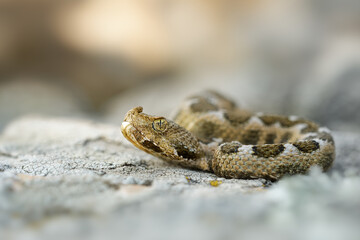Nose-horned Viper - Vipera ammodytes also horned viper, long-nosed viper, nose-horned viper, sand viper, species found in southern Europe, Balkans and Middle East