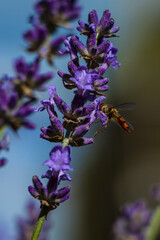 beautifully blooming bunches of lavender flowers,
