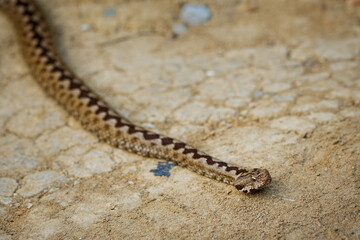 Nose-horned Viper - Vipera ammodytes also horned viper, long-nosed viper, nose-horned viper, sand viper, species found in southern Europe, Balkans and Middle East