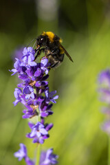 beautifully blooming bunches of lavender flowers,