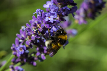 beautifully blooming bunches of lavender flowers,