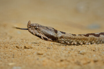 Nose-horned Viper - Vipera ammodytes also horned viper, long-nosed viper, nose-horned viper, sand viper, species found in southern Europe, Balkans and Middle East
