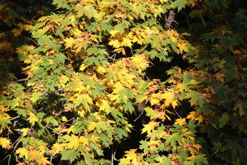 autumn maple leaves