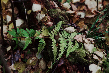 moss on the ground