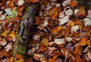 texture of yellow autumn leaves