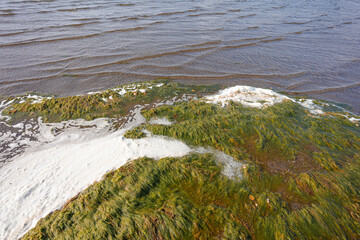 Green algae on the shore in the sea Natural, background.