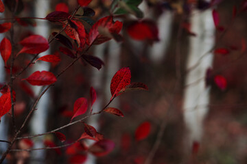 red leaves in the autumn forest