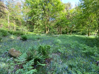 Obraz premium Bluebells, growing on the forest floor in, Hardcastle Crags, Halifax, UK
