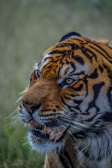 Close up Portrait of a cute Bengal Tiger in South Africa