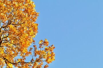 Blurred yellow and orange leaves on a tree in golden autumn park on blue clear sky background. Copy space 
