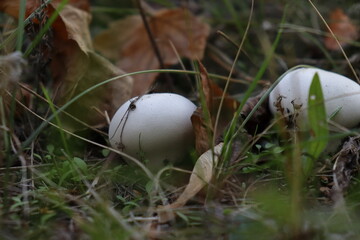 mushroom in the grass
