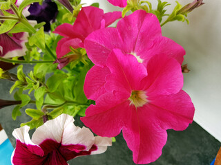 Pink petunia flowers for the gardener in summer
