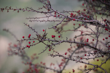 Autumnal red berries on a plant in the mountains of Corsica