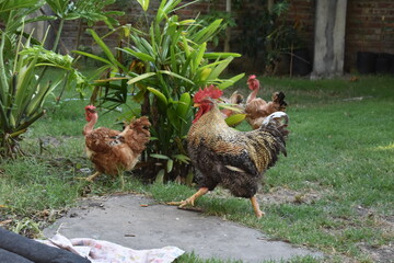 rooster