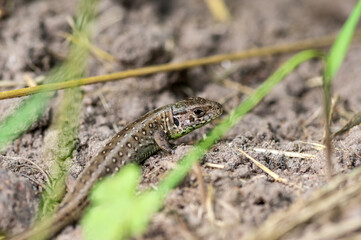 lizard on the grass