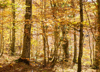 Beech forest in autumn, Pollino National Park, southern Italy.