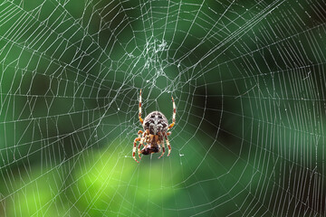 big spider eats a fly on a web
