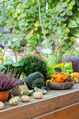 Autumn still life with Eric's heather blossom and small decorative pumpkins. Harvesting pumpkins and zucchini, farm stall, vertical picture