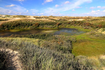 Obraz premium Dunes in Egmond aan Zee. North Sea, the Netherlands.