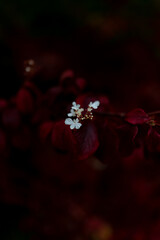 Wei&szlig;e Bl&uuml;te mit roten Bl&auml;ttern