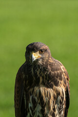 A saker falcon