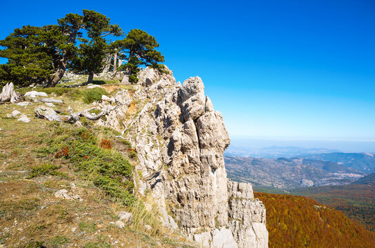 Bosnian pines on top of Serra di Crispo mountain (Garden of Gods),  Pollino National Park, southern Apennine Mountains, Italy.