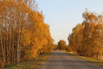 autumn road