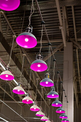 A set of phytolamps hanging on long cables. Vertical photo, backlight for greenhouse plants. Phytolamp with violet light
