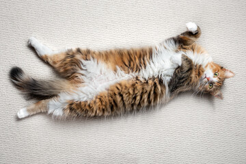 Cat lying upside down and stretched out. A relaxed and laid back 1 year old female kitten with exposed belly. Concept for relaxing, a Zen moment, peaceful resting © Petra Richli