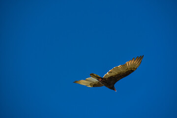 Large eagle in the blue sky