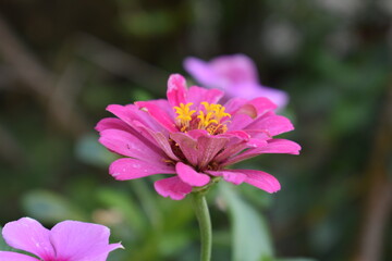 beautiful little pink flower