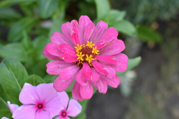 Obraz premium beautiful little pink flower