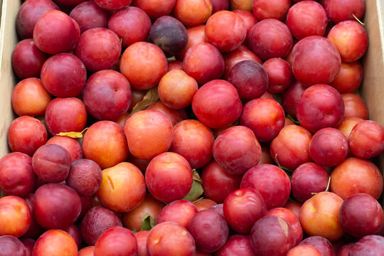 Lots of red plums in the box, backdrop background. Harvest red plum in the market, farmer's sweet fruit
