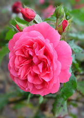 Pink english rose among foliage covered with raindrops in autumn, macro photography, selective focus, blurred background, vertical orientation